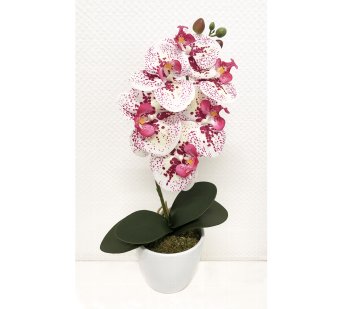 Phalaenopsis x 6, ca. 40 cm,