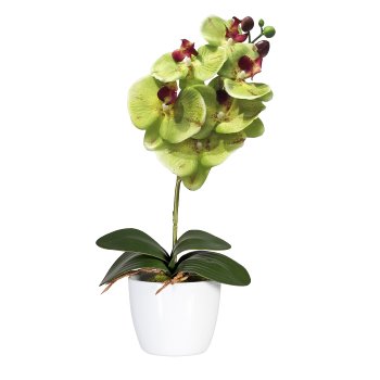 Phalaenopsis x6, ca 40cm, green, in ceramic pot 11cm