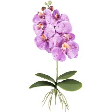 Phalaenopsis x 6, ca. 40cm, 4 Leaves, Purple