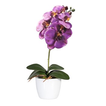 Phalaenopsis x6, ca 40cm, lila, im Keramiktopf 11cm