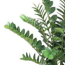 Zamifolia x15, 130cm, 331 Bl., im Topf