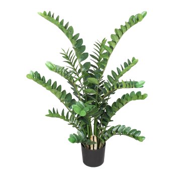 Zamifolia x15, 130cm, 331 Bl., im Topf