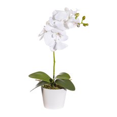 Phalaenopsis x7, ca 40cm, weiß, 4 Blätter, im Topf 11cm m. Moos