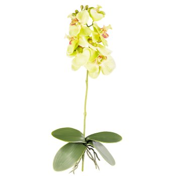 Phalaenopsis x7, ca 40cm, green, 4 leaves