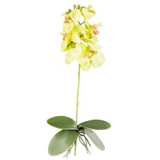 Phalaenopsis x7, ca 40cm, green, 4 leaves
