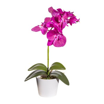 Phalaenopsis x 7, ca 40cm, lila, 4 Blätter, im Topf 11cm m. Moos