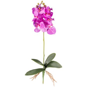 Phalaenopsis x7, ca 40cm, flieder, 4 Blätter