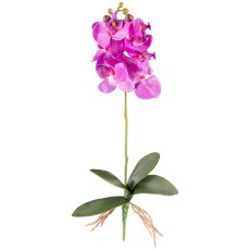 Phalaenopsis x7, ca 40cm, lilac, 4 leaves