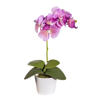 Phalaenopsis x7, ca 40cm, lilac, 4 leaves, in pot 11cm w. moss