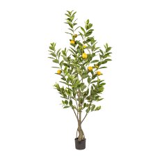 Zitronenbaum x9, 180cm, 357 Bl., im Topf