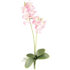 Phalaenopsis x2, ca. 50cm, Pink, 4 Leaves