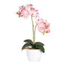 Phalaenopsis x2, ca 50cm, rosa, im Keramiktopf 11cm weiß