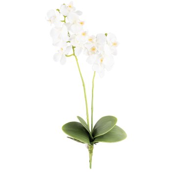 Phalaenopsis x2, ca. 50cm, White, 4 Leaves