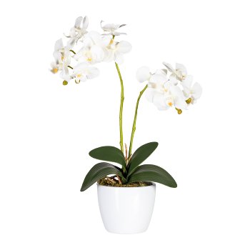 Phalaenopsis x2, approx50cm, white, in ceramic pot 11cm white