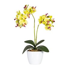 Phalaenopsis x 2, ca. 50 cm,