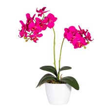 Phalaenopsis x2, approx50cm, orchid, in ceramic pot 11cm white