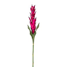 Curcuma Flower, ca. 90 cm,