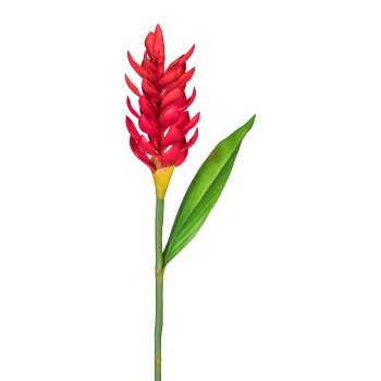 Siamese Tulip, ca. 60 cm, Red