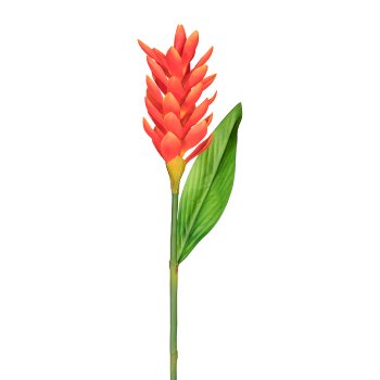 Siam-Tulpe, ca 60cm, orange