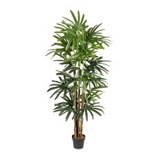 Rapi Palm x9, ca. 200cm, green, In A Simple Plastic Pot, Real Touch