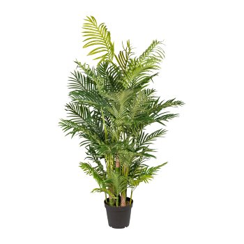 Areca Palm x9, ca. 170cm, green, In A Plain Plastic Pot, Real Touch