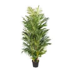 Areca Palm x13, ca. 220cm, green, In Plain Plastic Pot, Real Touch