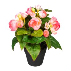 Begonia bush x3, ca. 24cm, Pink, in plastic pot 9x8cm