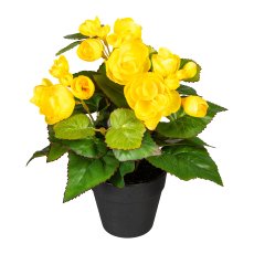 Begonia bush x3, ca. 24cm, yellow, in plastic pot 9x8cm