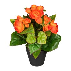 Begonia bush x3, ca. 24cm, Orange, in plastic pot 9x8cm