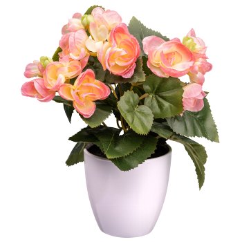 Begonia bush x3, ca. 24cm, pale pink, in white pot 9x9cm