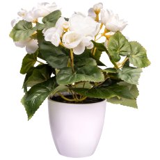Begonia bush x3, ca. 24cm, cream, in plastic pot 9x9cm