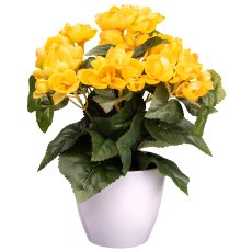 Begonia Bush x7, ca. 28cm, yellow, In Plastic Pot 11,5x10cm