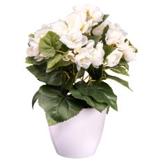Begonia bush x7, ca. 28cm, creme, in white pot 11.5x10cm