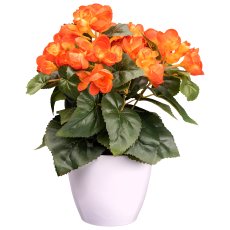 Begonia Bush x7, ca. 28cm, orange, In Plastic Pot 11,5x10cm