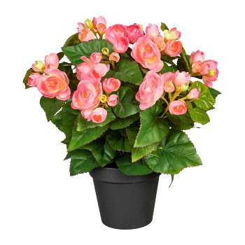 Begonia bush x9, ca. 35cm, pink, in plastic pot 12.5x11cm