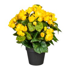 Begonia bush x9, ca. 35cm, yellow, in plastic pot 12.5x11cm