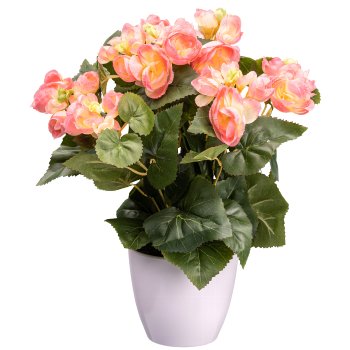 Begonia bush x9, ca. 35cm, pale pink, in white pot 12.5x11cm