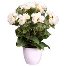 Begonia bush x9, ca. 35cm, cream, in white pot 12.5x11cm