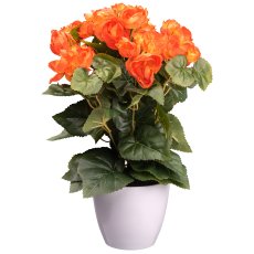 Begonia Bush x9, ca. 35cm, orange, In Plastic Pot 12,5x11cm