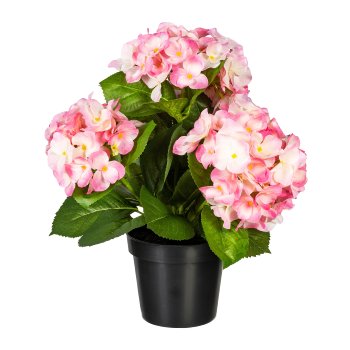 Hydrangea bush x3, ca. 32cm, pale pink, in plastic pot 11x9.5cm