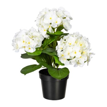 Hydrangea bush x3, ca. 32cm, White, In Plastic Pot 11x9,5cm