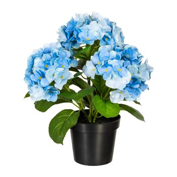 Hydrangea bush x3, ca. 32cm, Blue, In Plastic Pot 11x9,5cm