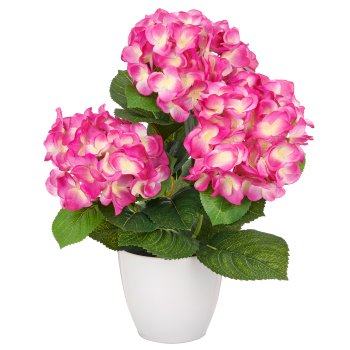 Hortensienbusch x3, ca 32cm, fuchsia, im weißen Kunststofftopf 11x9,5cm