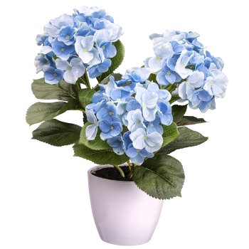 Hydrangea bush x3, ca. 32cm, blue, In Plastic Pot 11x9,5cm