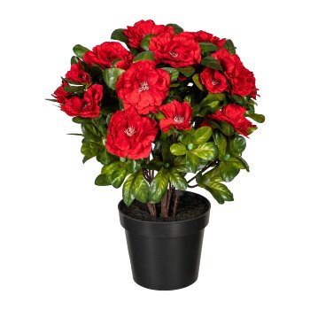 Azalea bush x6, 32cm, Red, in plastic pot 11x9.5cm