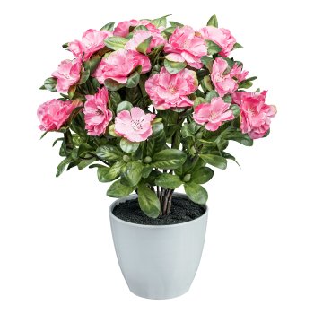 Azalea bush x6, 32cm, Dark Pink, in plastic pot 11x9.5cm