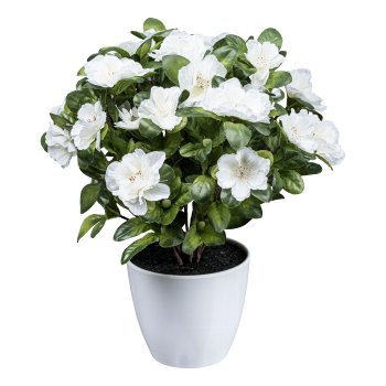 Azalea bush x6, 32cm, Dark white, in plastic pot 11x9.5cm