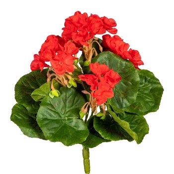 Mini Geranium x7, ca. 24cm, 5 Flowers, Red, Uv-Resistant