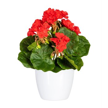 Mini geranium x7, approx 24cm, 5 flowers, red, UV-resistant, in ceramic pot