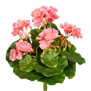 Minigeranie x7, ca 24cm, 5 Blüten, rosa, UV-beständig